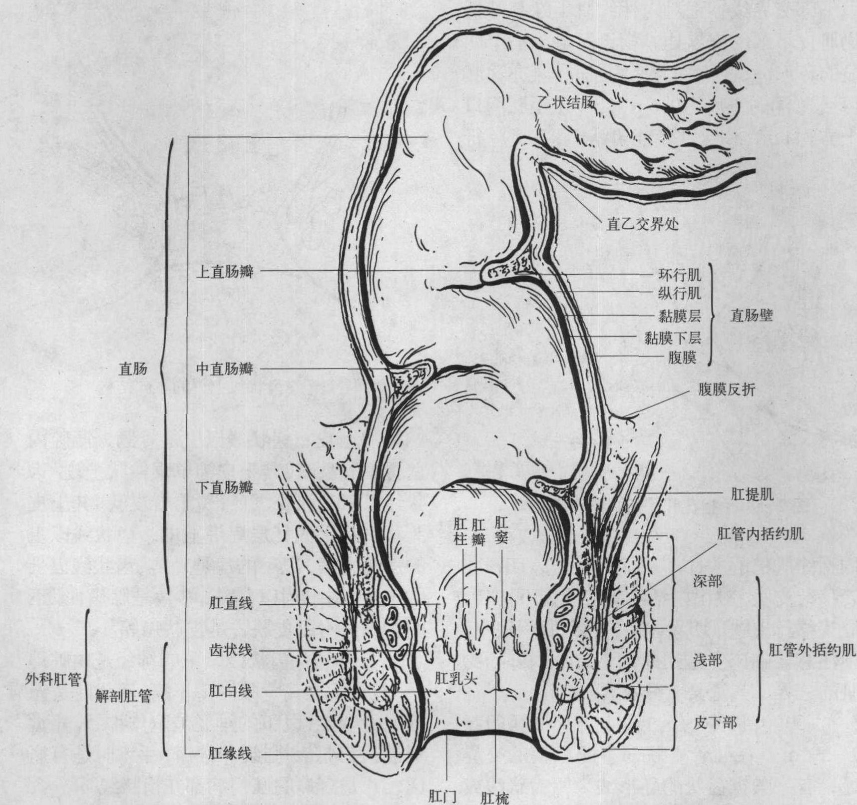 【简约版】肛门、直肠解剖生理概要_疾病